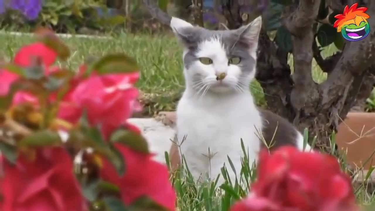 Котешки изцепки - Много смях