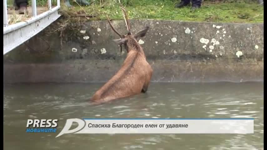 Спасиха Благороден елен от удавяне