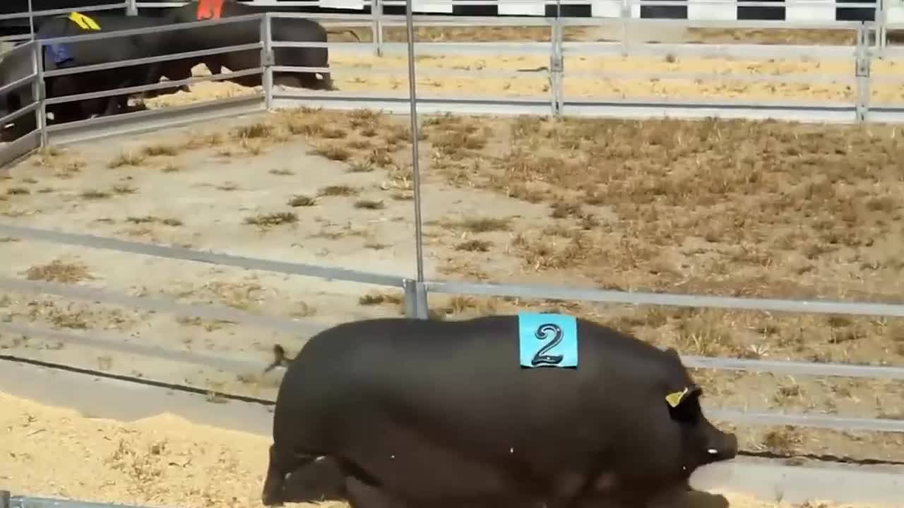 Супер луд смях на макс - Много изцепки