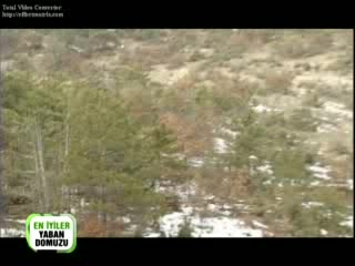 Лов на Прасета в Турция - 2