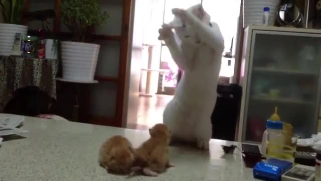 Коте за първи път вижда новородени малки котенца