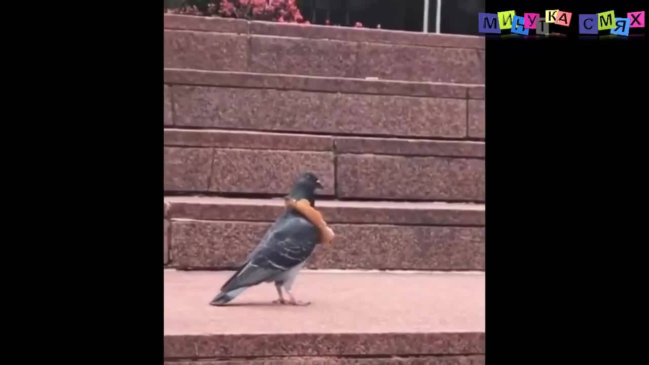 Супер свежи изцепки - Минутка смях