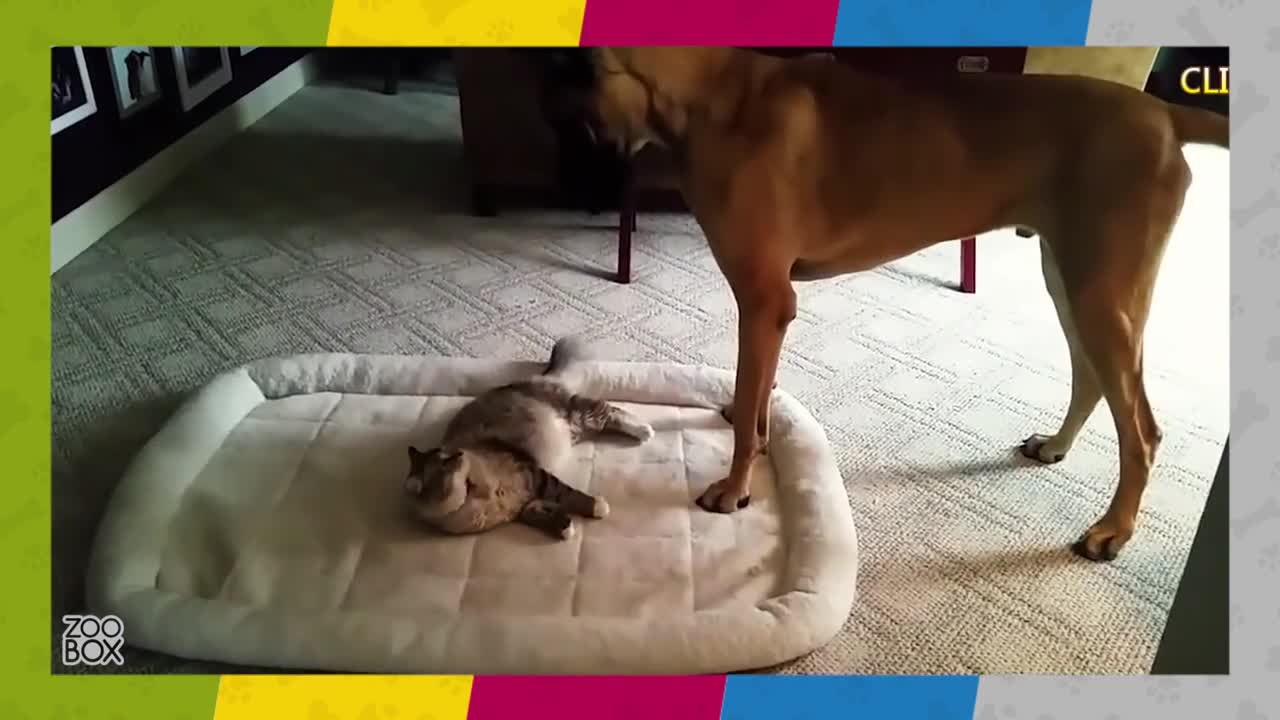 Котките превземат кучешките места