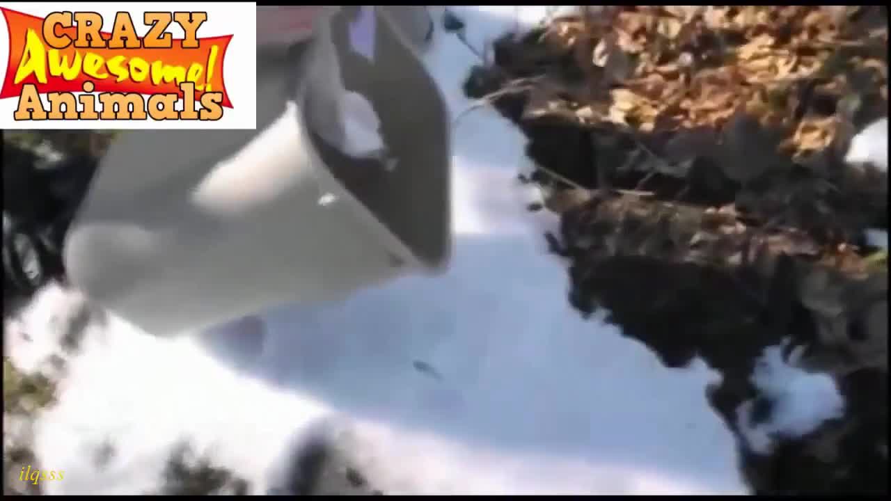 Човек спасява мишка, но накрая нещо се обърква.