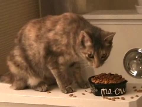 Едно много гладно коте!
