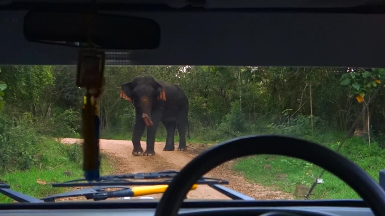 Среща с разгонен мъжки слон ("Без багаж" еп.82 трейлър)