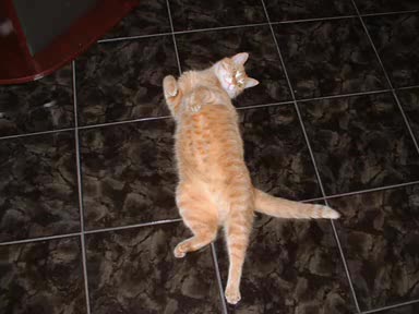 Моята яка котка 2 революция