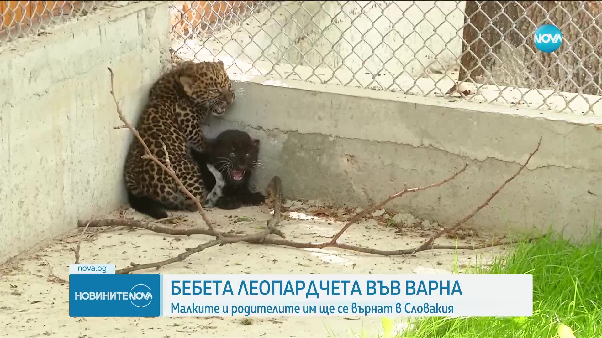 Варненският зоопарк се сдоби с две нови леопардчета