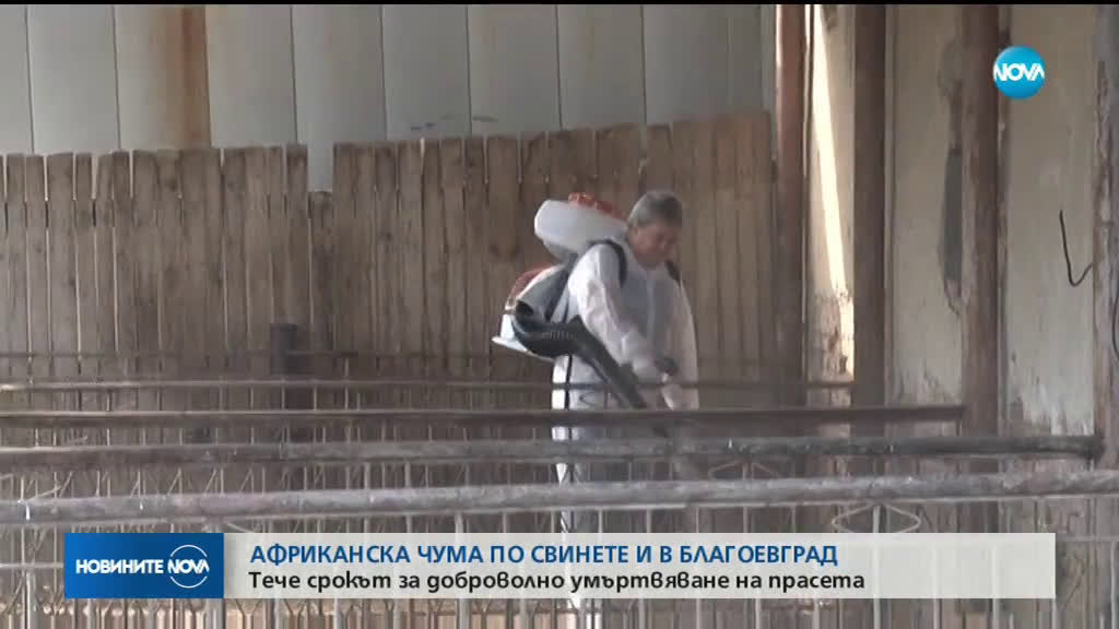 Тече срокът за доброволно умъртвяване на прасета в Благоевградско
