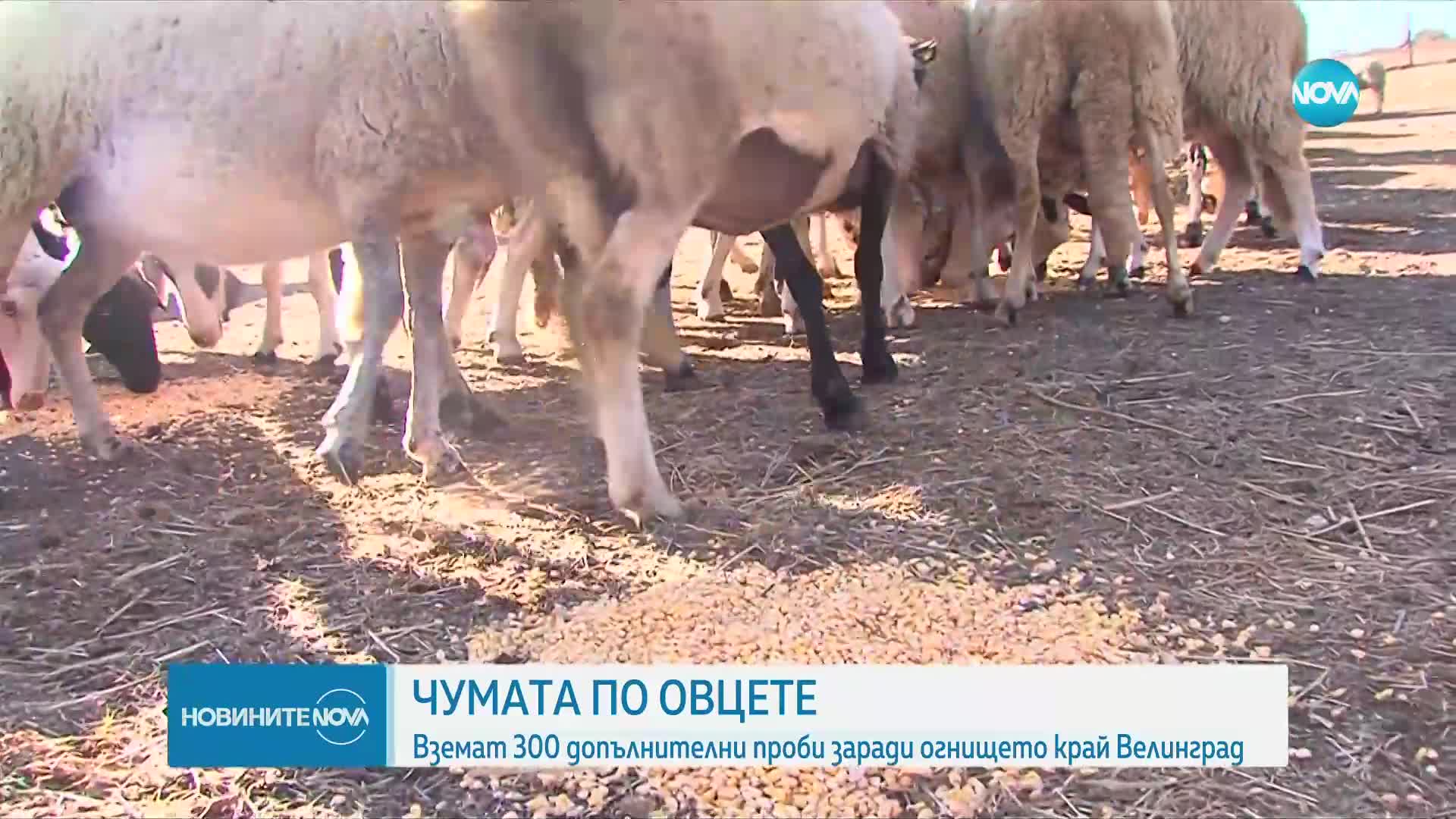 Новините на NOVA (27.11.2024 - 6.00)