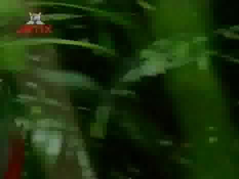 H2o Just Add Water Епизод 6 Бг Аудио