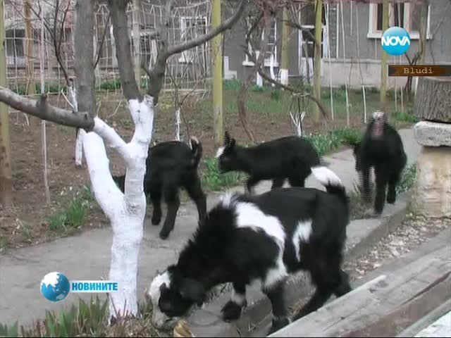 Чудо! Коза роди 4 ярета - каратисти