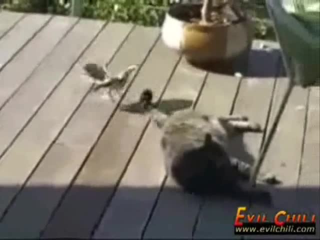 Птица Със Смело Сърце!