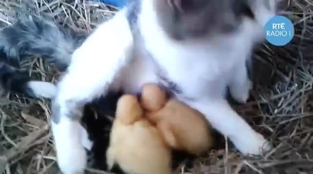 >Котка се грижи за 3 малки патенца!