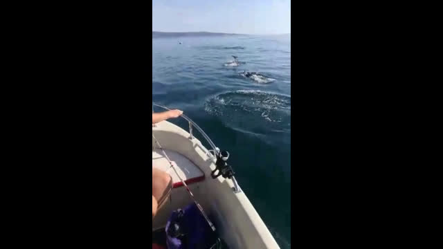 Огромни стада делфини във Варна