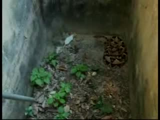 Змийско лекарство