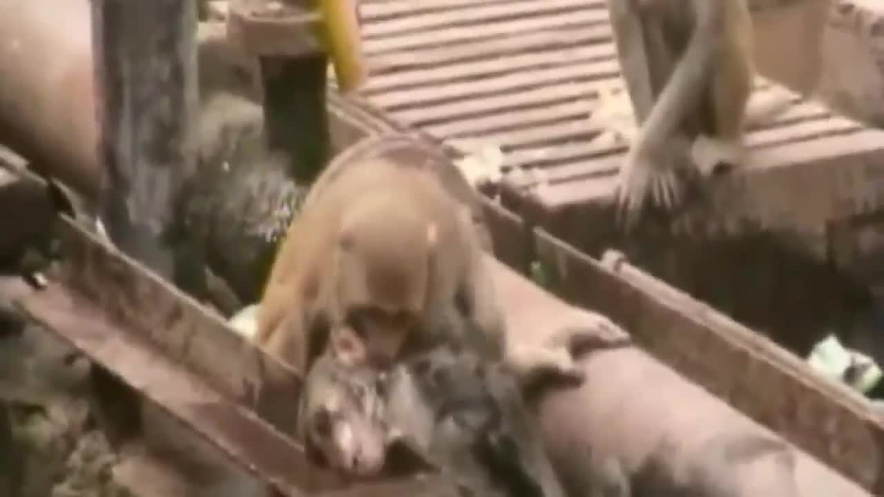 Маймуна спасява приятеля си от смърт