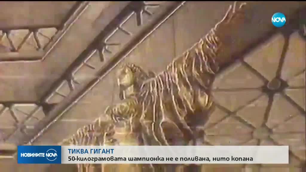 ТИКВА ГИГАНТ: 50-килограмовата шампионка не е поливана, нито копана
