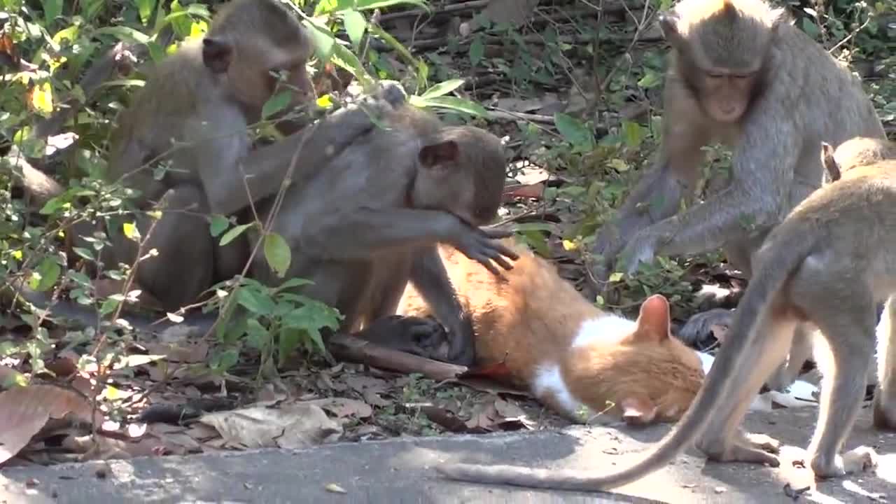 >Досадни маймуни тормозят котка!