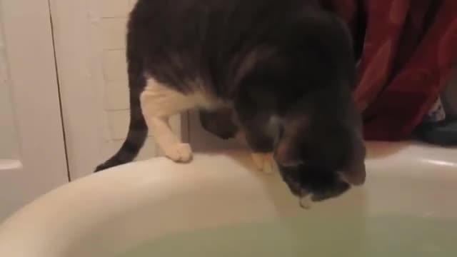 Коте прави грешка...:d