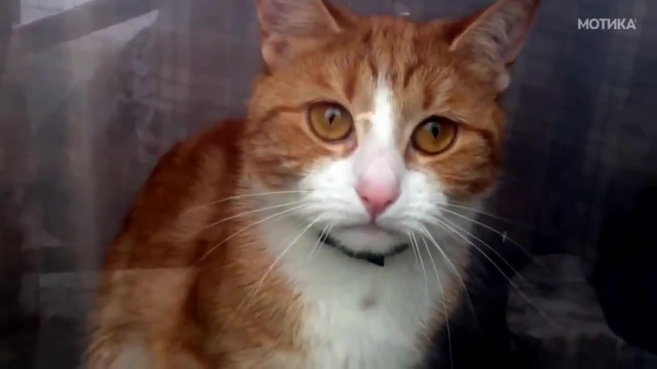 Котка е много тъжна след раздялата със собственика