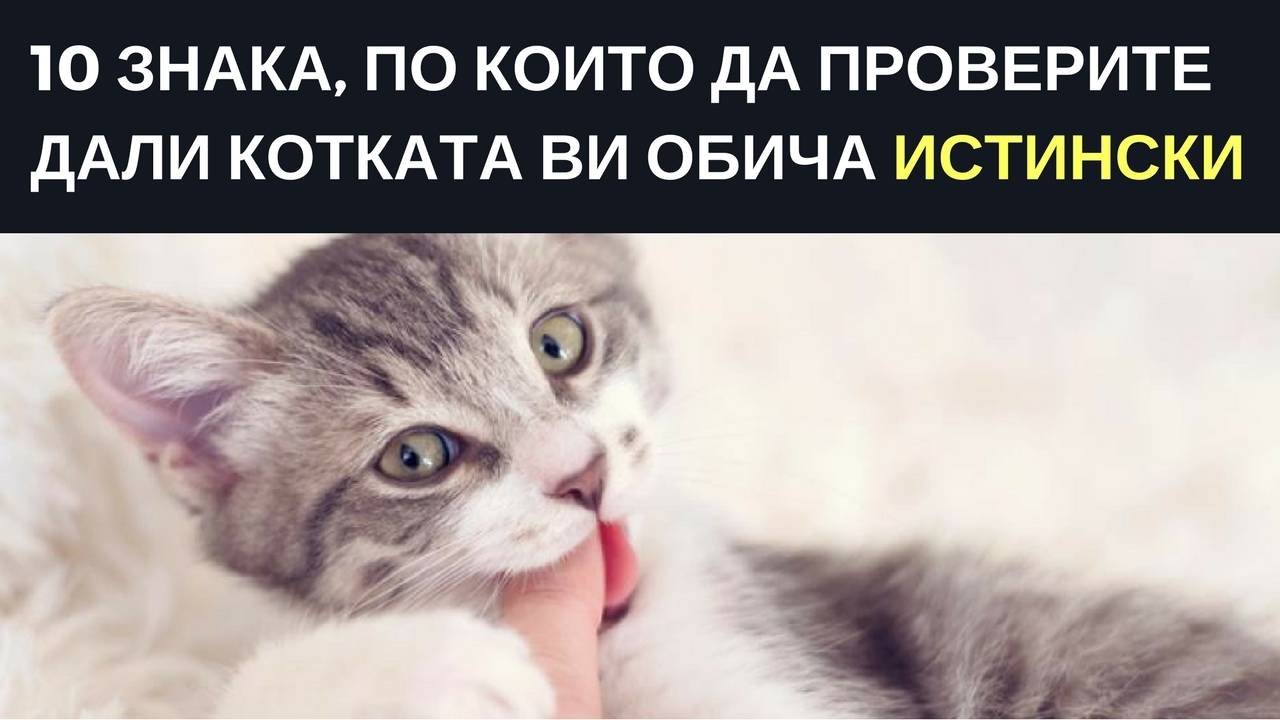 10 знака, по които да проверите дали котката ви ви обича истински