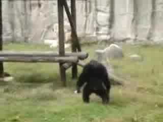 Маимуната Която Се Превърна На Човек