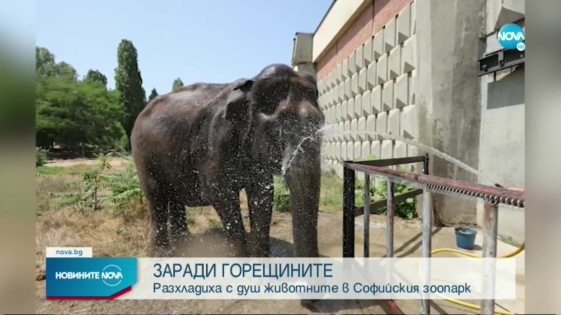 Разхлаждат животните в Софийския зоопарк