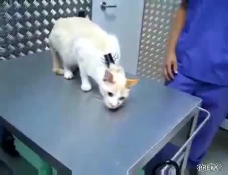 Как се деактивира котка
