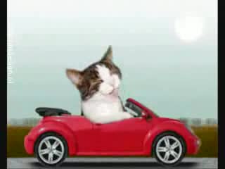 Откачени котки пеят и танцуват ! НЕНОРМАЛНО !