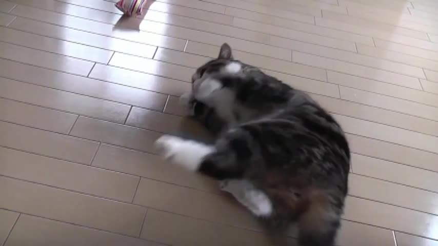 Шантаво дебело коте психясва 