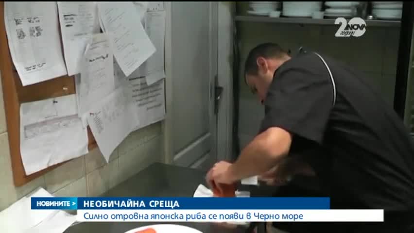 Опасност! Силно отровна японска риба Фуго в Черно море