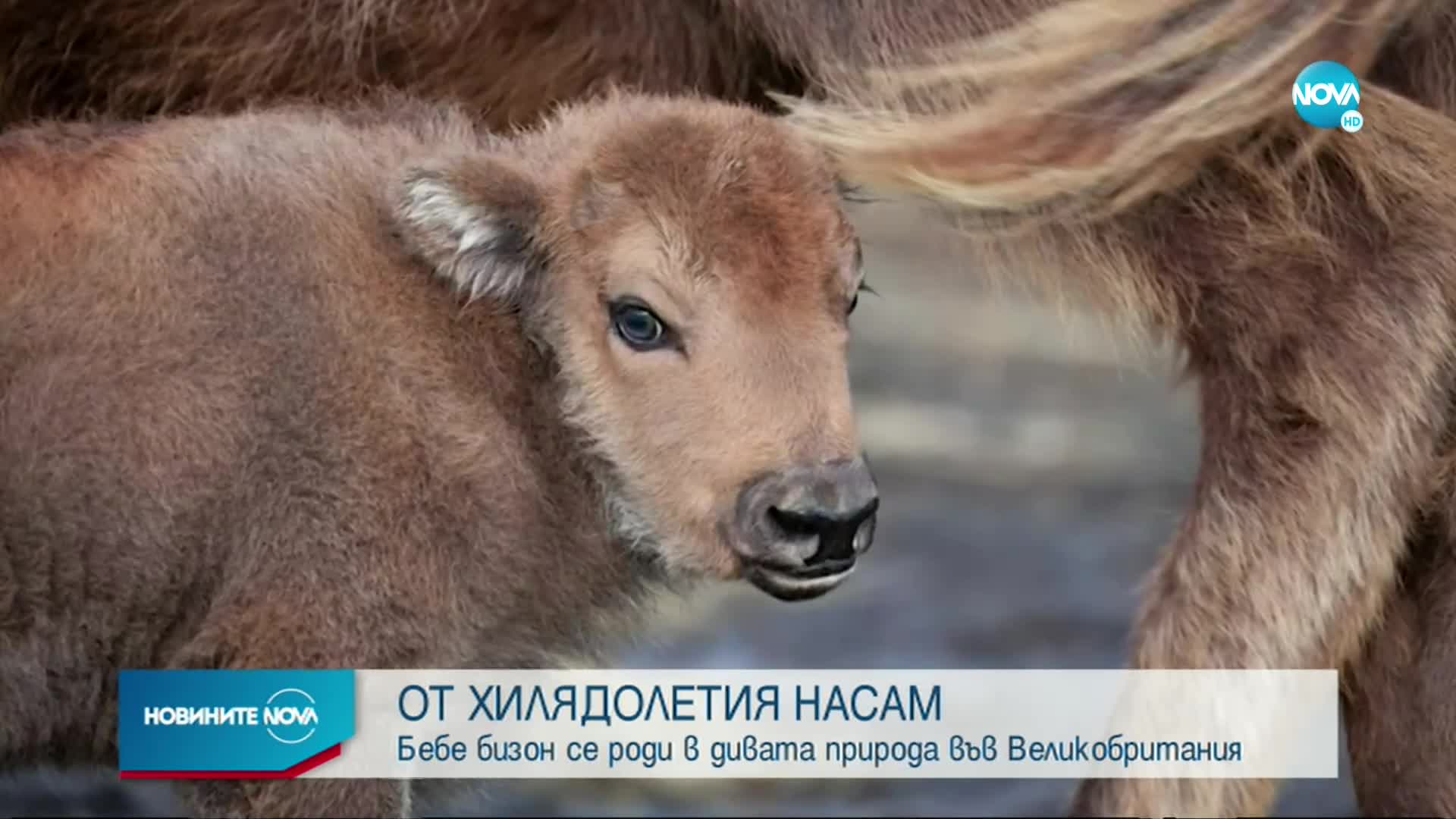 Бебе бизон се роди в дивата природа във Великобритания