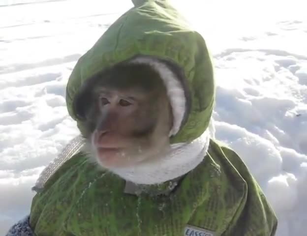 Маймунка си играе в снега