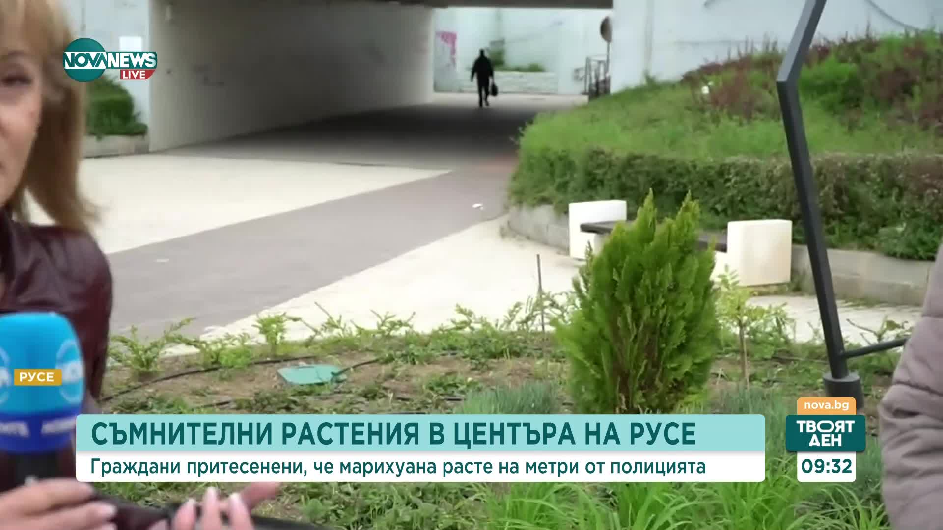 Расте ли марихуана пред сградата на МВР в центъра на Русе