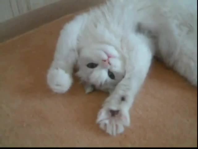 Котето буквално хваща ритъма на музиката!