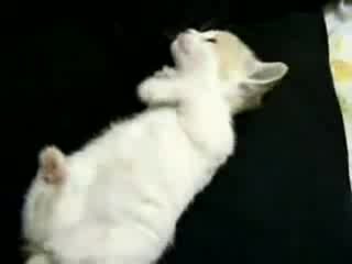 Малко Сладко Котенце