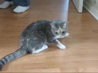 Котка След Упойка