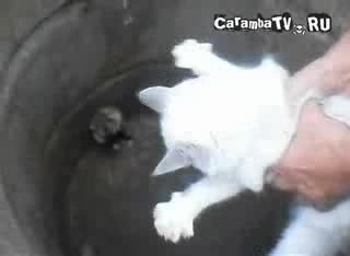 Хамстер каратист плаши котка