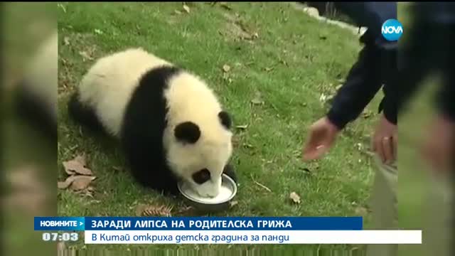 Детска градина за... панди