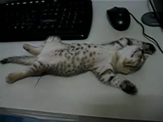 Сладко котенце спи на бюрото!