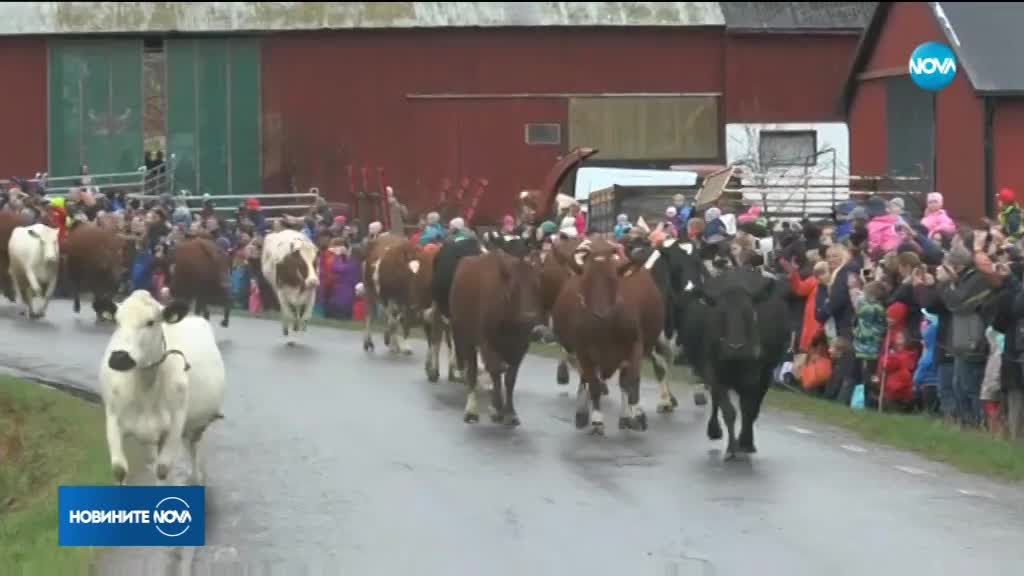 Стотици шведи гледат излизането на крави на открито (ВИДЕО)