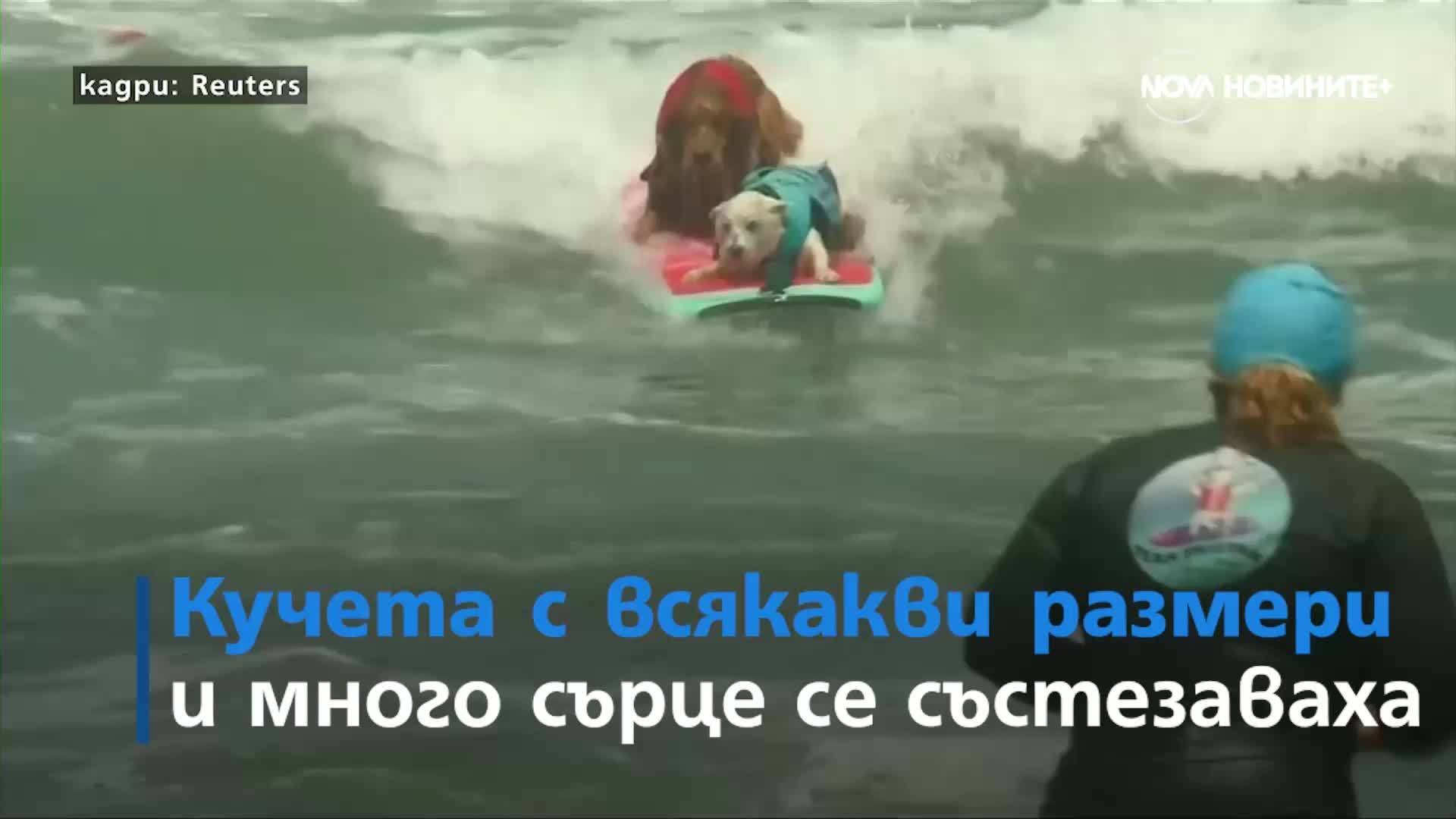 Кучета на сърф и небе от балони