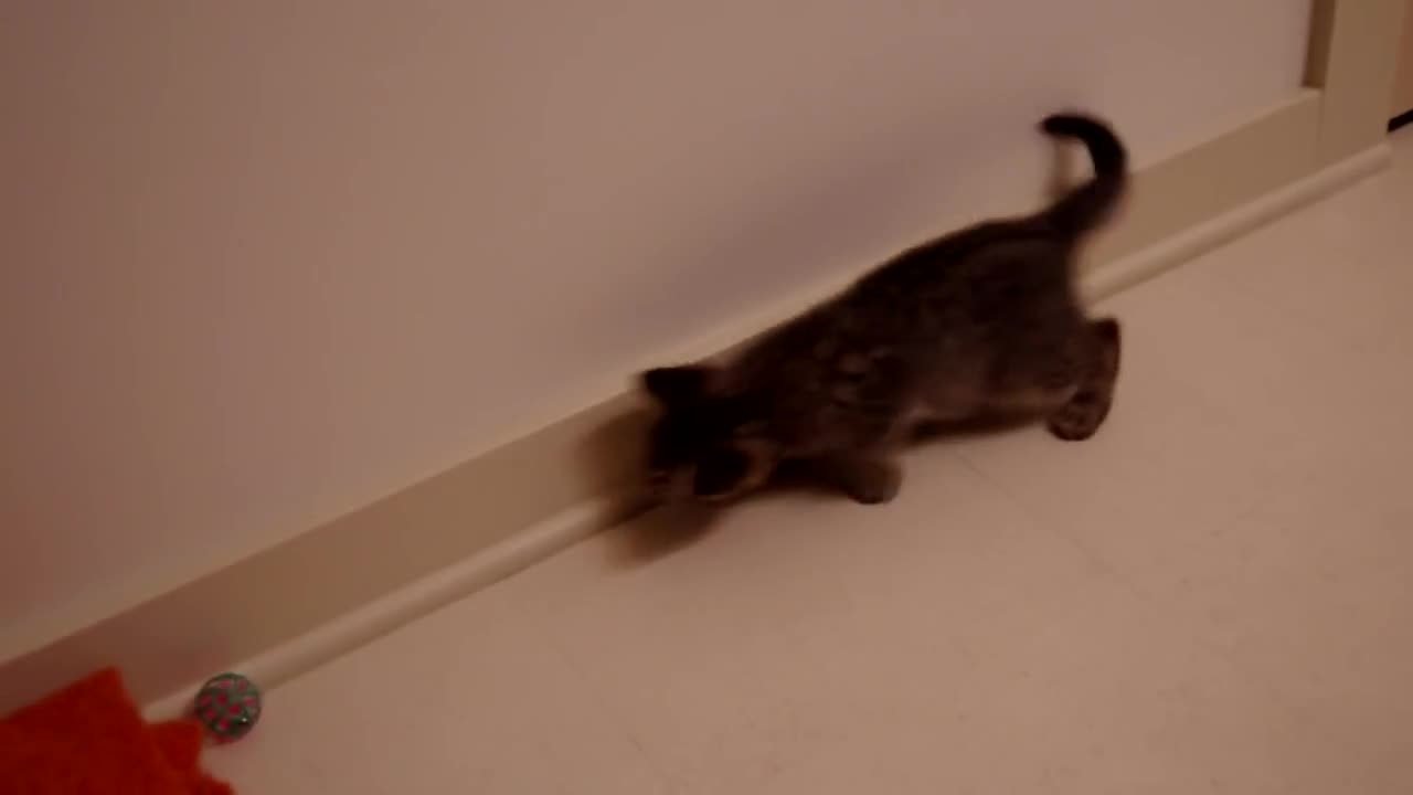 Сляпо коте за пръв път си играе с играчки ! Ще се разчувствате !