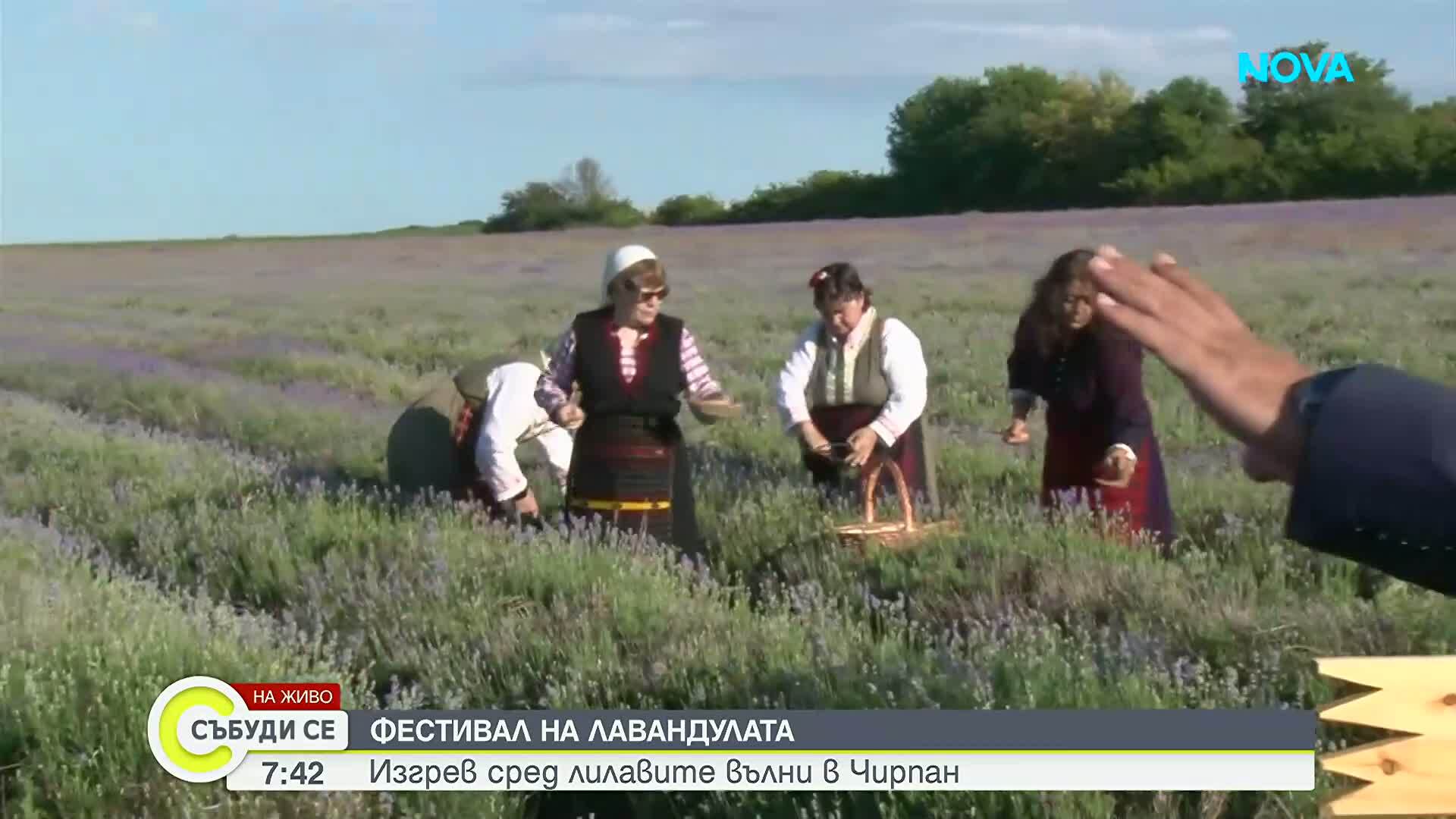 Международен фестивал на лавандулата се провежда в Чирпан