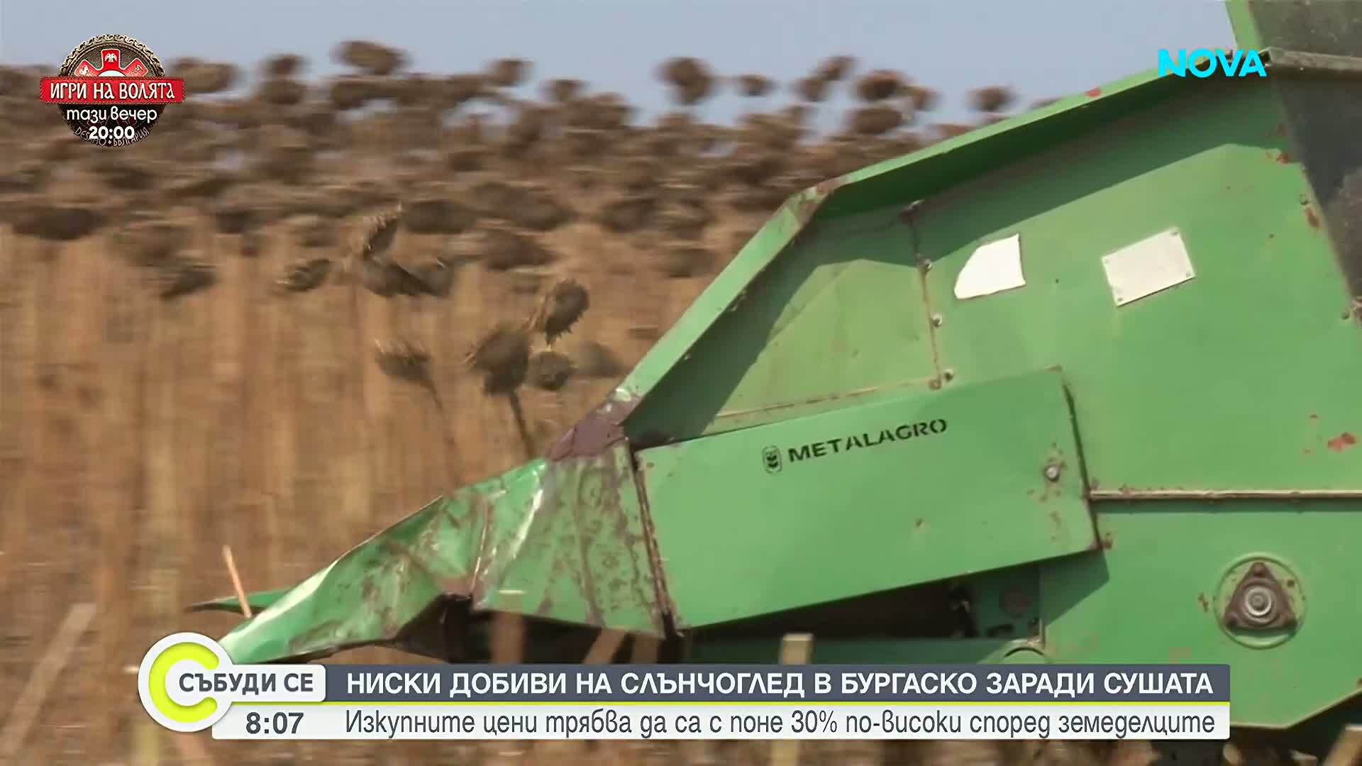 Започна прибирането на слънчогледа у нас, земеделците очакват ниски добиви