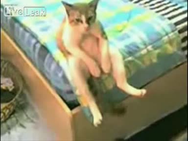 Котка След Раздялата От Йена Си В Депресия