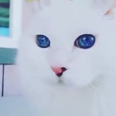Една от най - красивите котки които съм виждал!