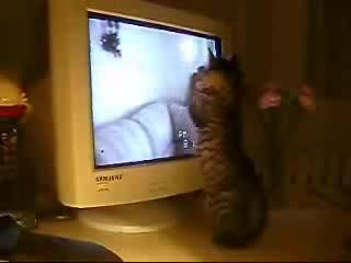 Коте Се Възхищава На Котки