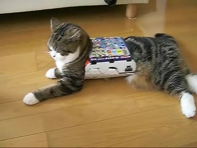 Луда котка се заклещва във кутия
